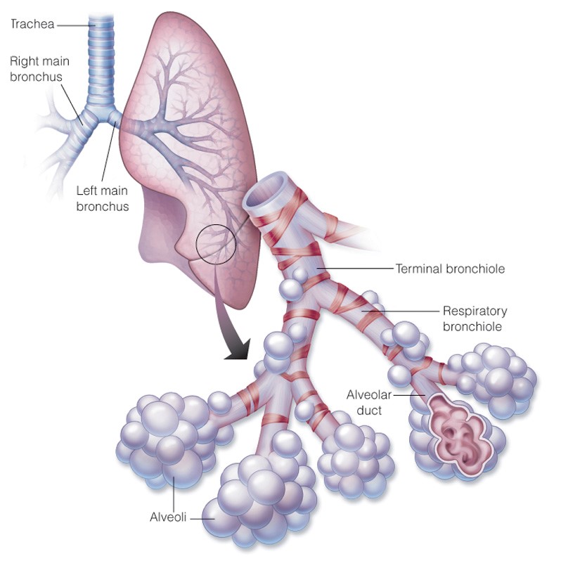 Respiratory bronchioles, alveolar ducts, and alveoli