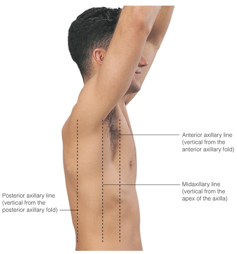 Lines of the lateral thorax