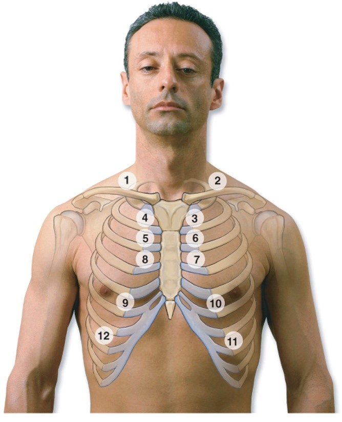 Pattern for percussion: Anterior thorax