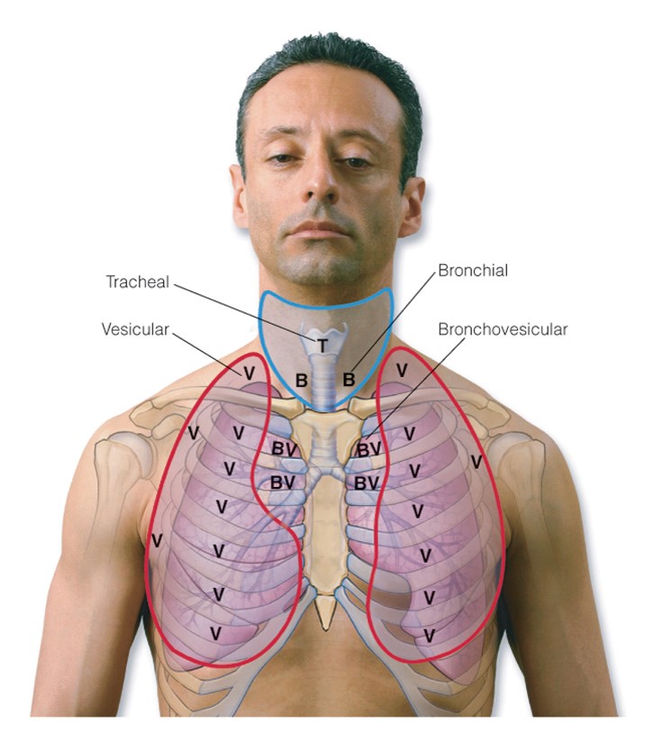 Auscultatory sounds: Anterior thorax