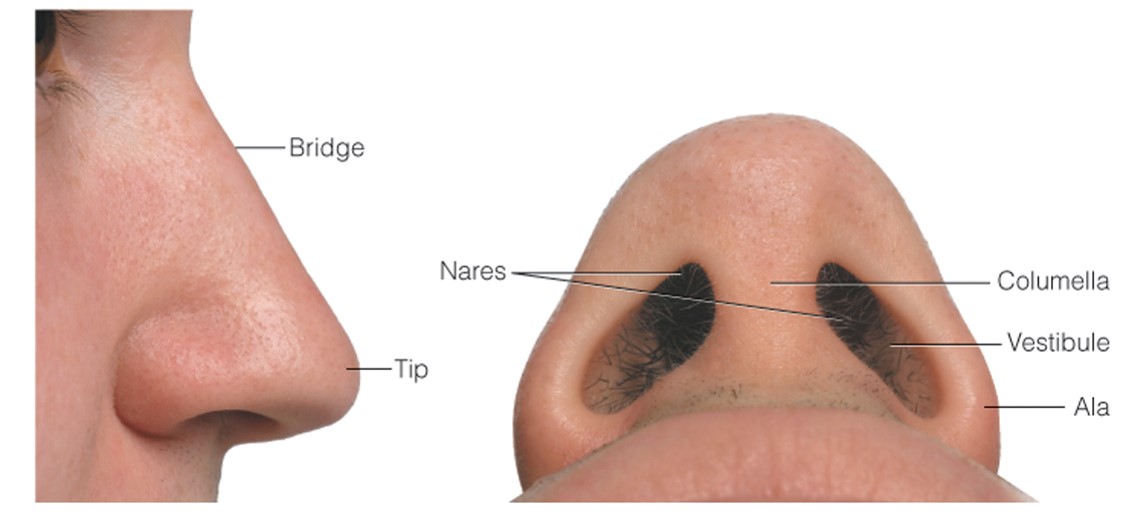 The nose