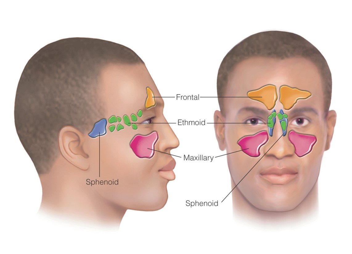 Nasal sinuses