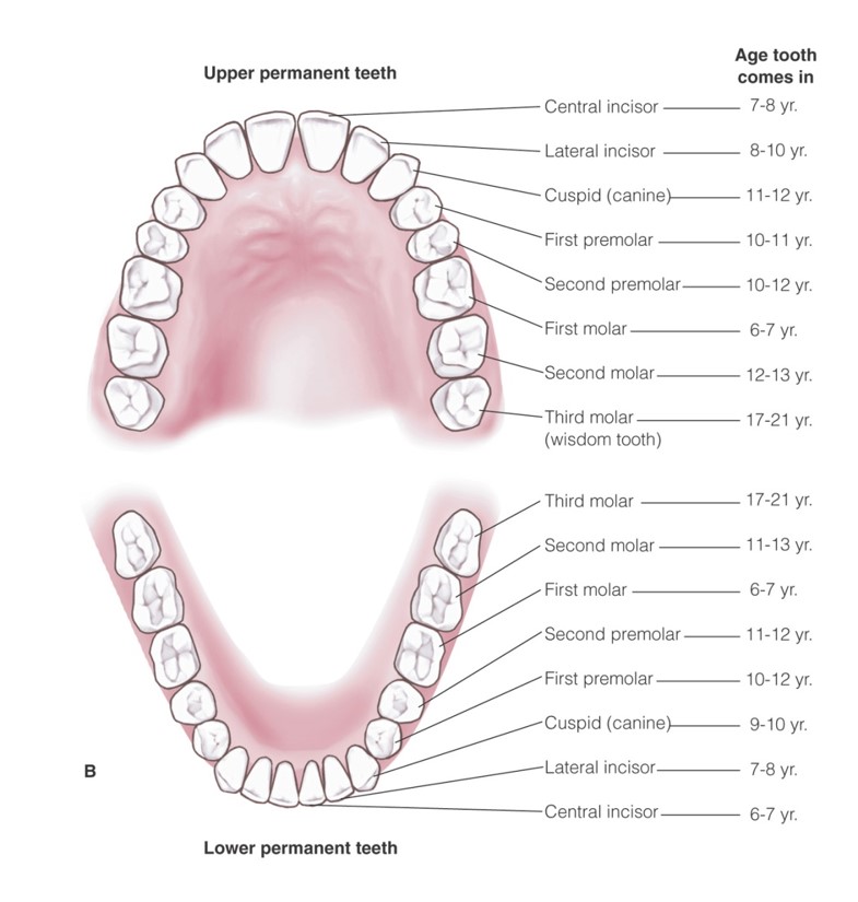 Deciduous and permanent teeth