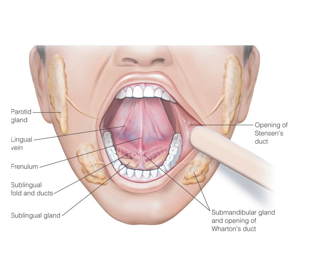 Salivary glands