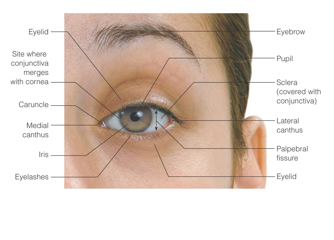 Structures of the external eye