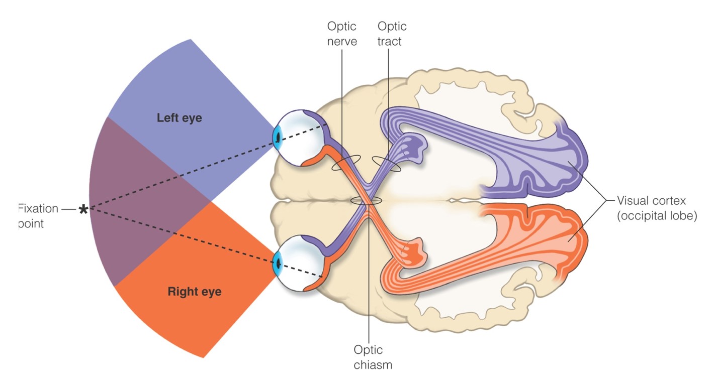 Visual fields of the eye and the visual pathway to the brain