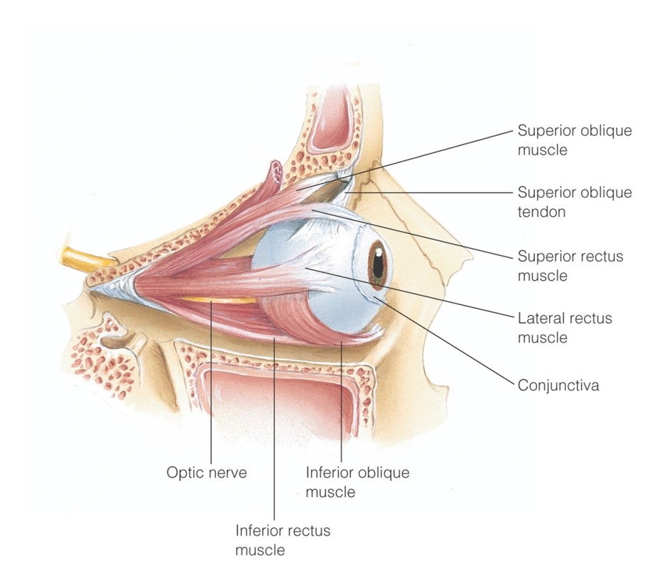 Extraocular muscles