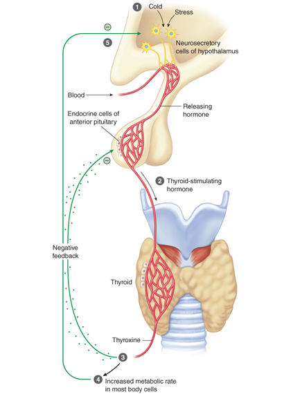 Feedback mechanism of the thyroid gland