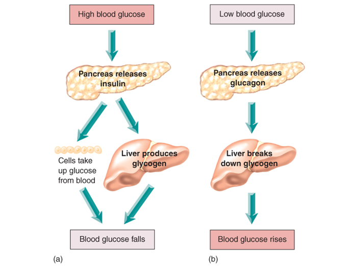 Insulin, glucagon and blood glucose levels