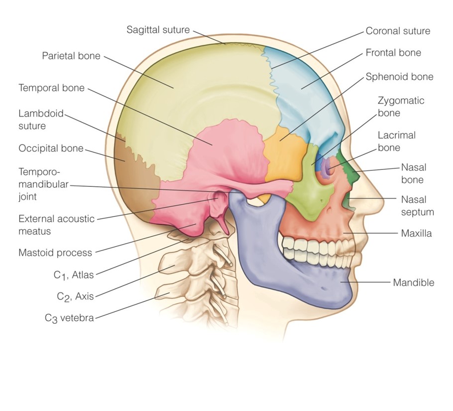 Bones of the head