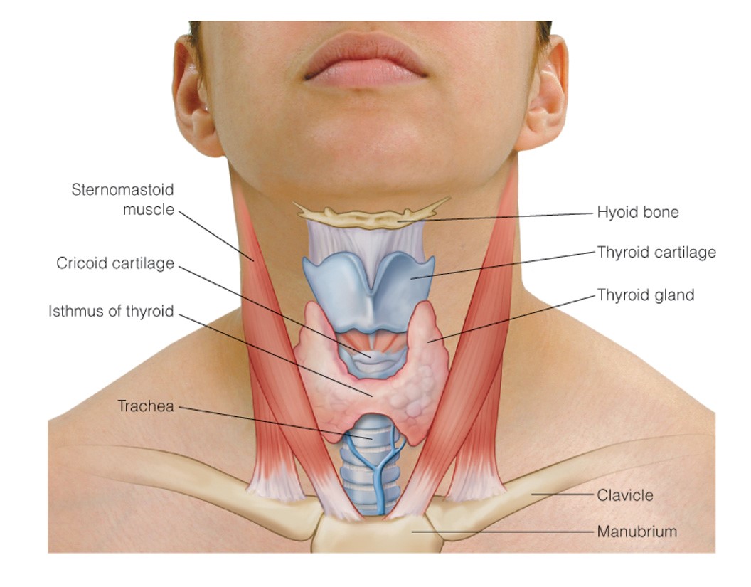 Structures of the neck