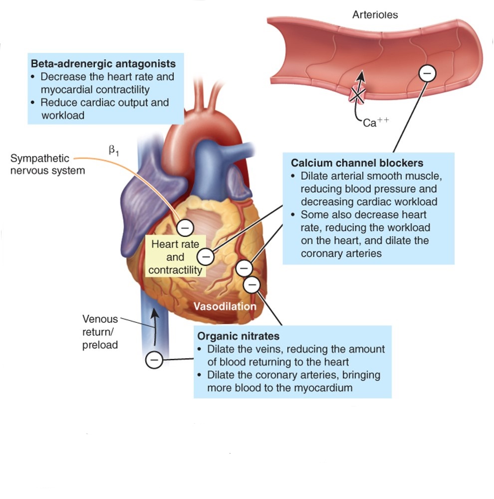 Mechanisms of action of drugs to treat angina pectoris