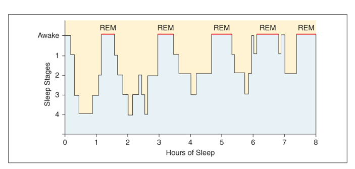 Sleep cycling: stages of healthy sleeping