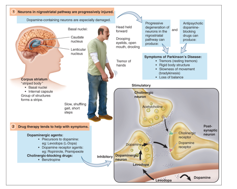 Dopaminergic agents