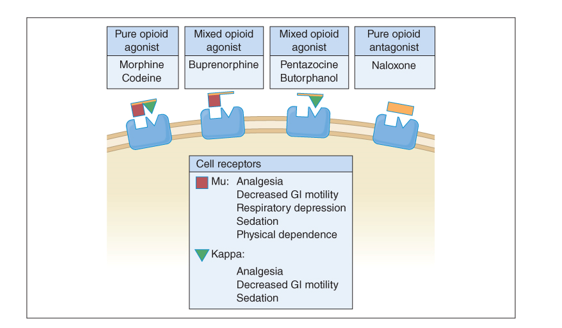 Opiates Receptors