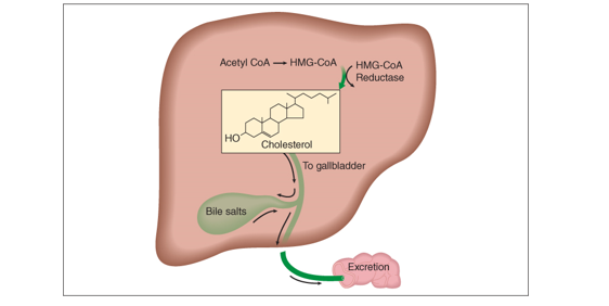 Cholesterol biosynthesis and excretion