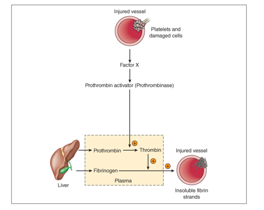 Major steps in coagulation cascade