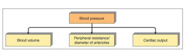 Primary factors affecting blood pressure