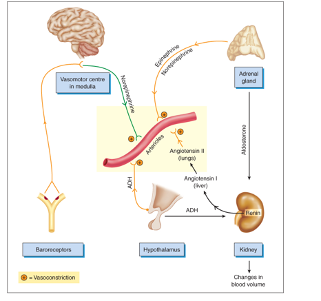 Hormonal and nervous factors influencing blood pressure