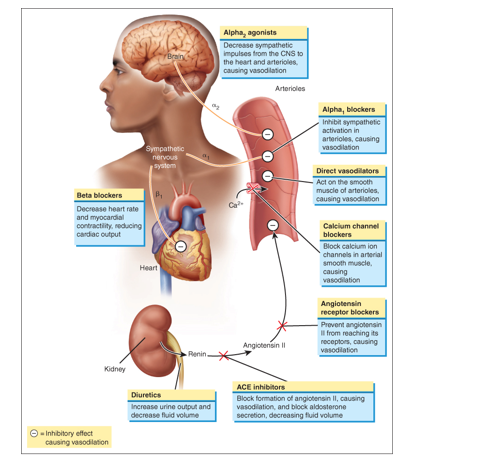 Mechanism of actions of antihypertensive Agents