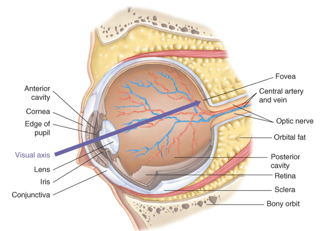 Internal structures of the eye