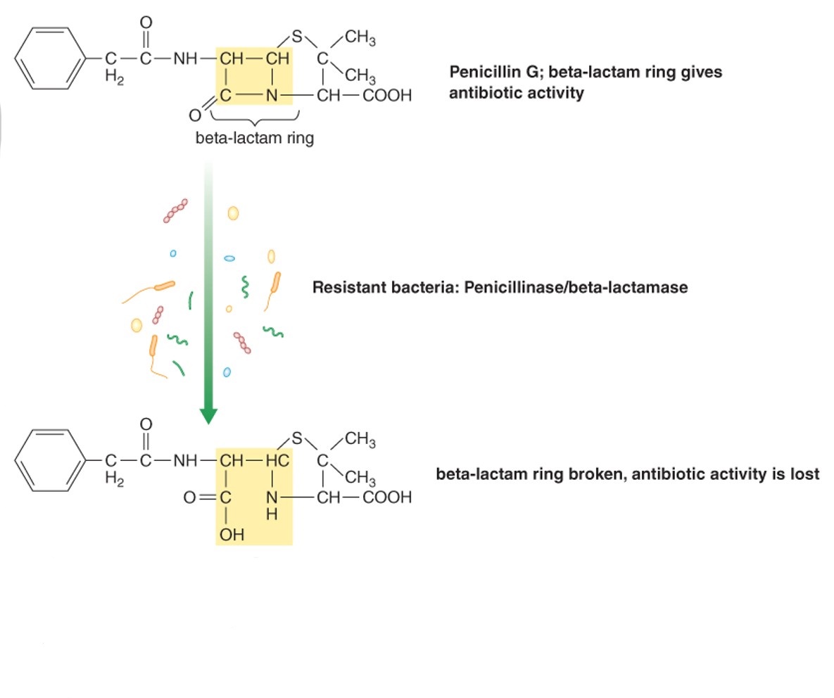 Action of penicillinase