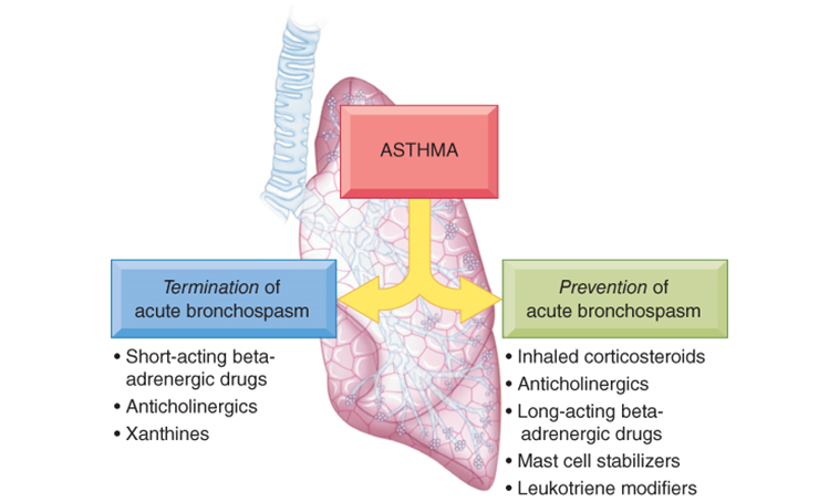 Drug classes used in the pharmacotherapyof asthma