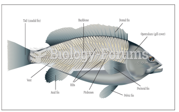 Bone structure of a round fish