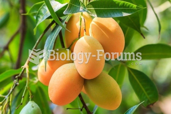 Mango trees