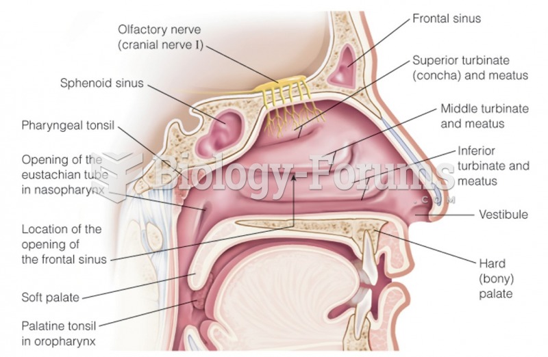 Internal structure of the nose—lateral view