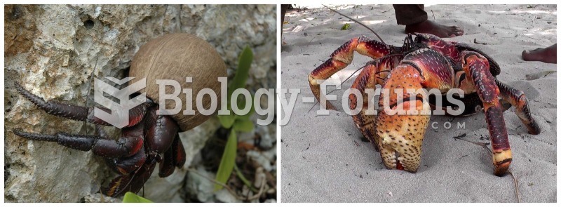Coconut Crab Collage