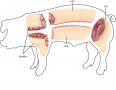 The Primal Cuts of Pork