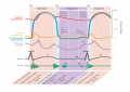 Events of the cardiac cycle