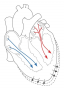 Preload is related to the amount of blood and stretching of the ventricular myocardial fibers