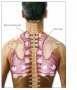 Auscultatory sounds:  Posterior thorax