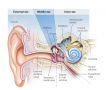 Structural of external, middle and inner ear