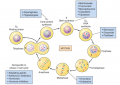Antineoplastic drug and the cell cycle