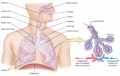 The respiratory system and the process of gas exchange