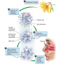 Pathophysiology of allergic rhinitis