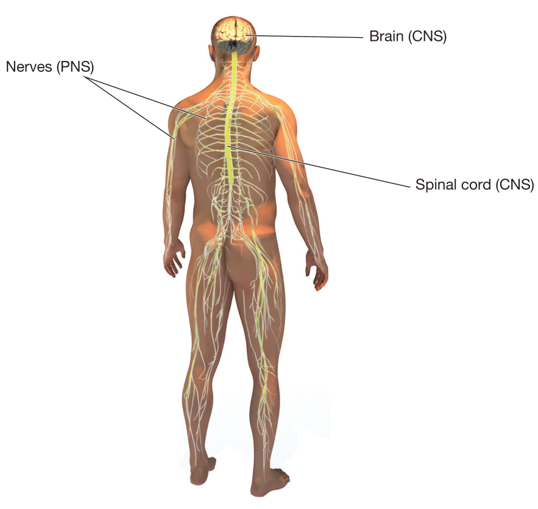 The Central and Peripheral Nervous System