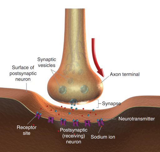 Neurotransmitter Crossing a Synapse