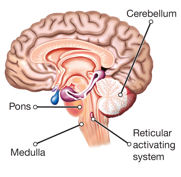 Brain Stem and Cerebellum