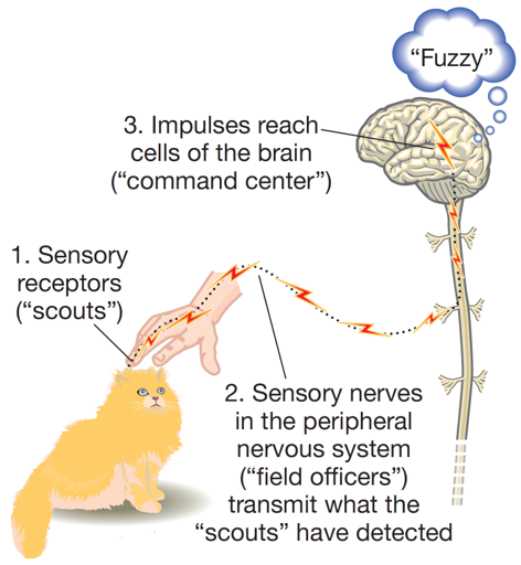 The General Process of Sensation