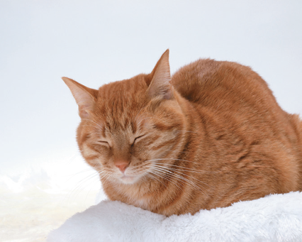 Stages of Sleep in Cats: A cat in non-REM sleep remains upright