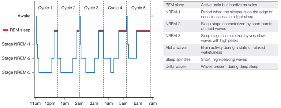 Typical Night’s Sleep for a Young Adult