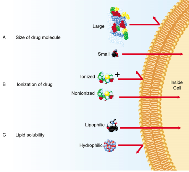 Passage of Drugs Across Plasma Membranes