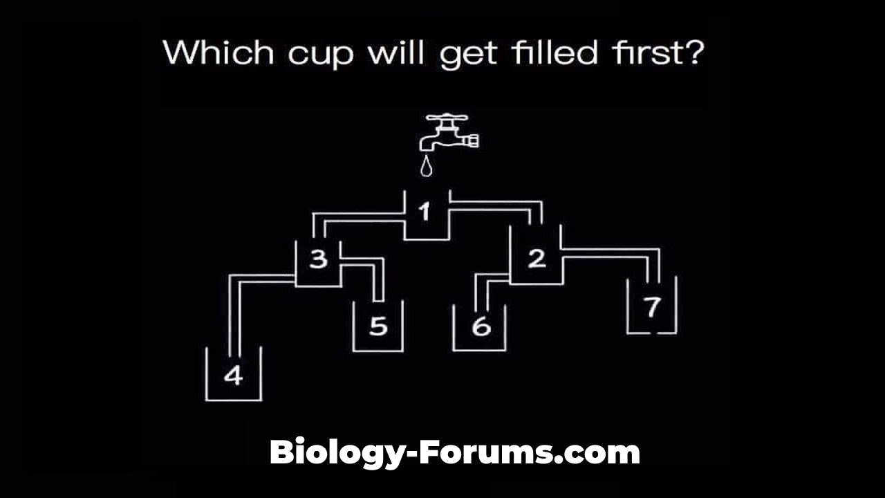 Which cup will get filled first?