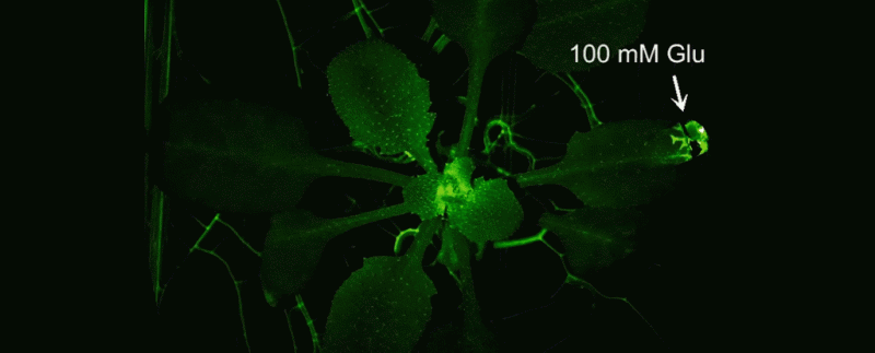 Rapid, long-distance signaling in plants