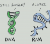 Pity RNA ! 