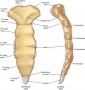 Sternum anatomy
